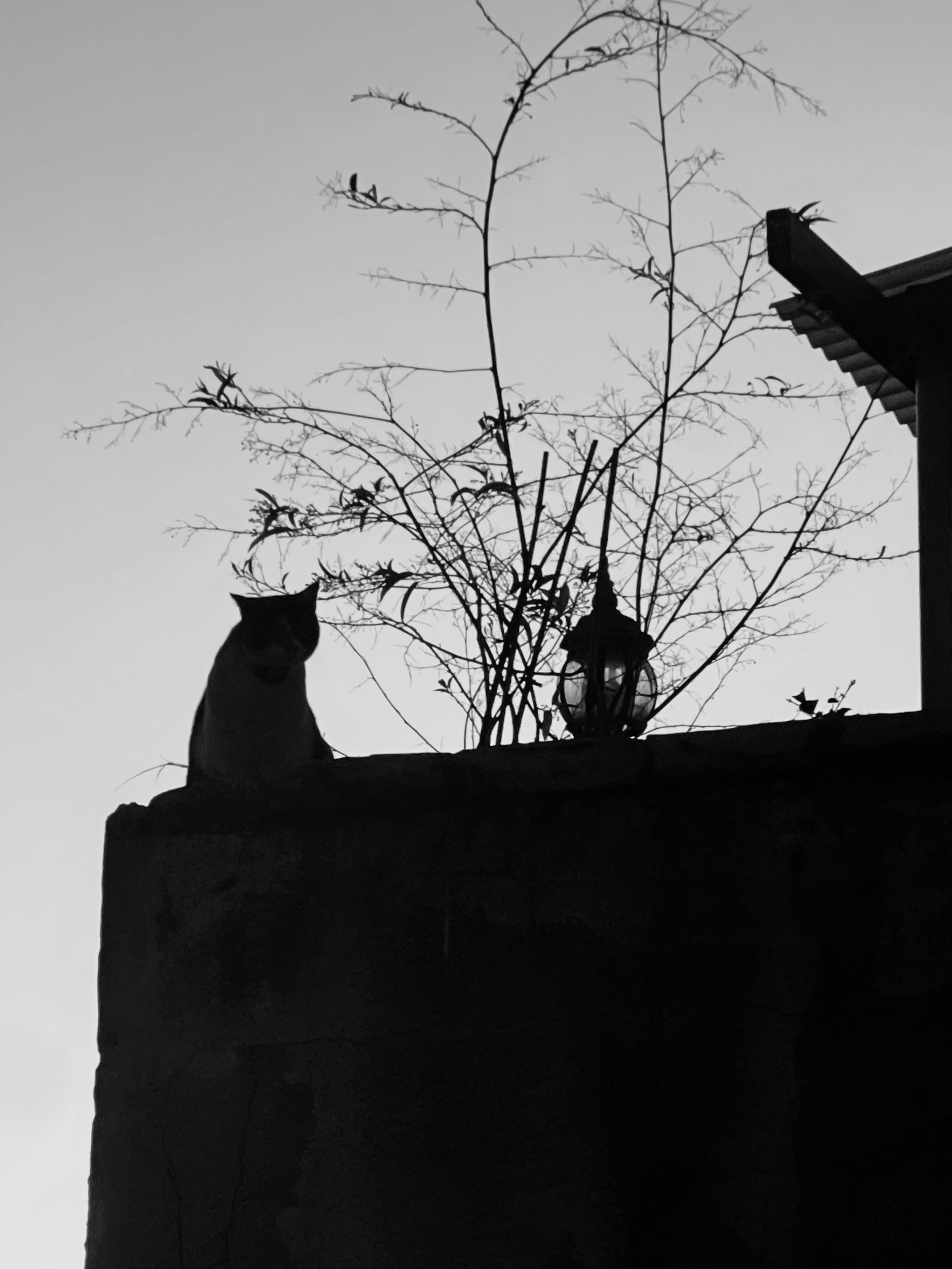 Black and white silhouette of cat sitting on wall next to bare tree branches and street lamp at dusk