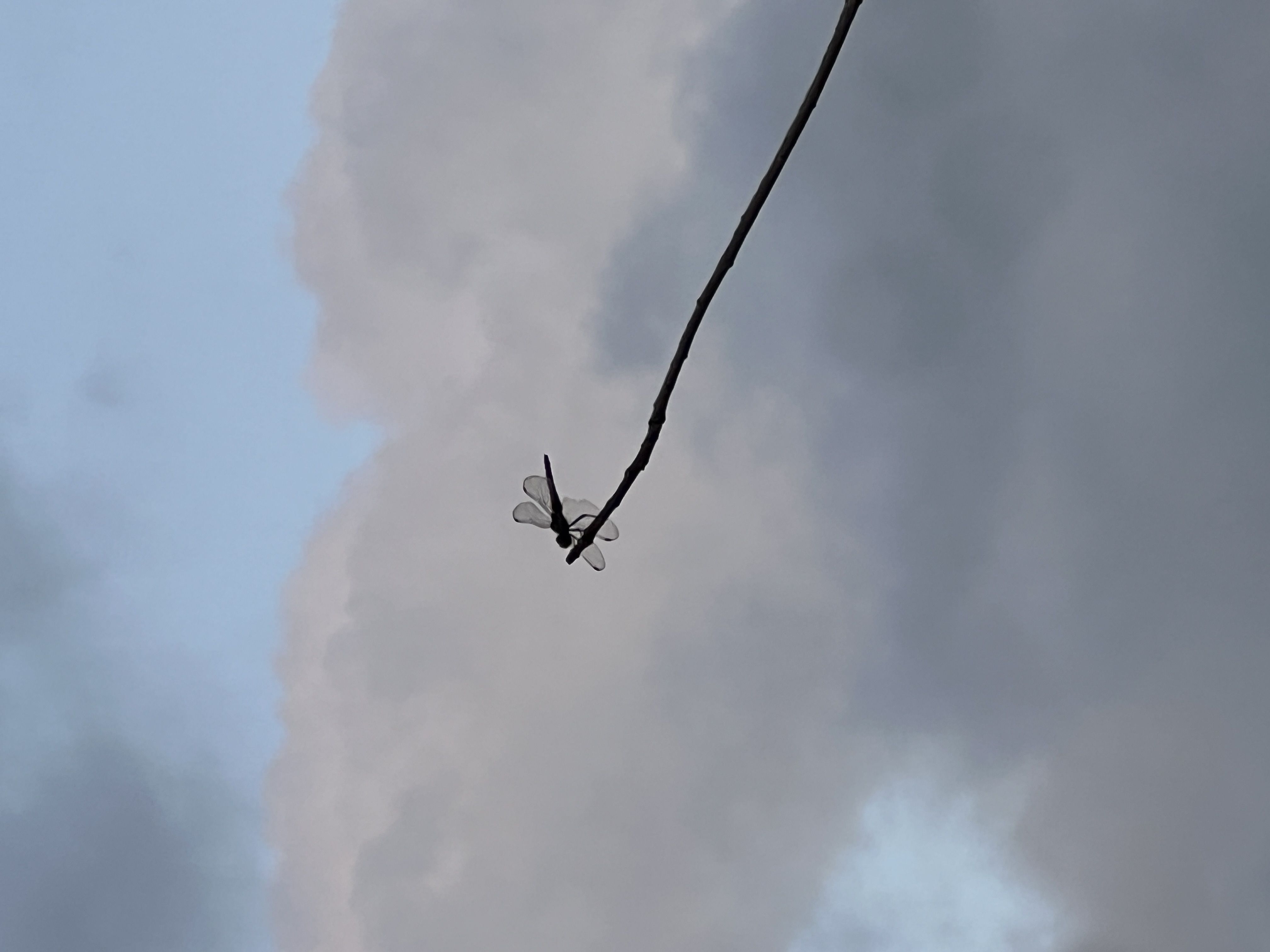 Small dragonfly perched on diagonal branch against dramatic grey and white cloudy sky
