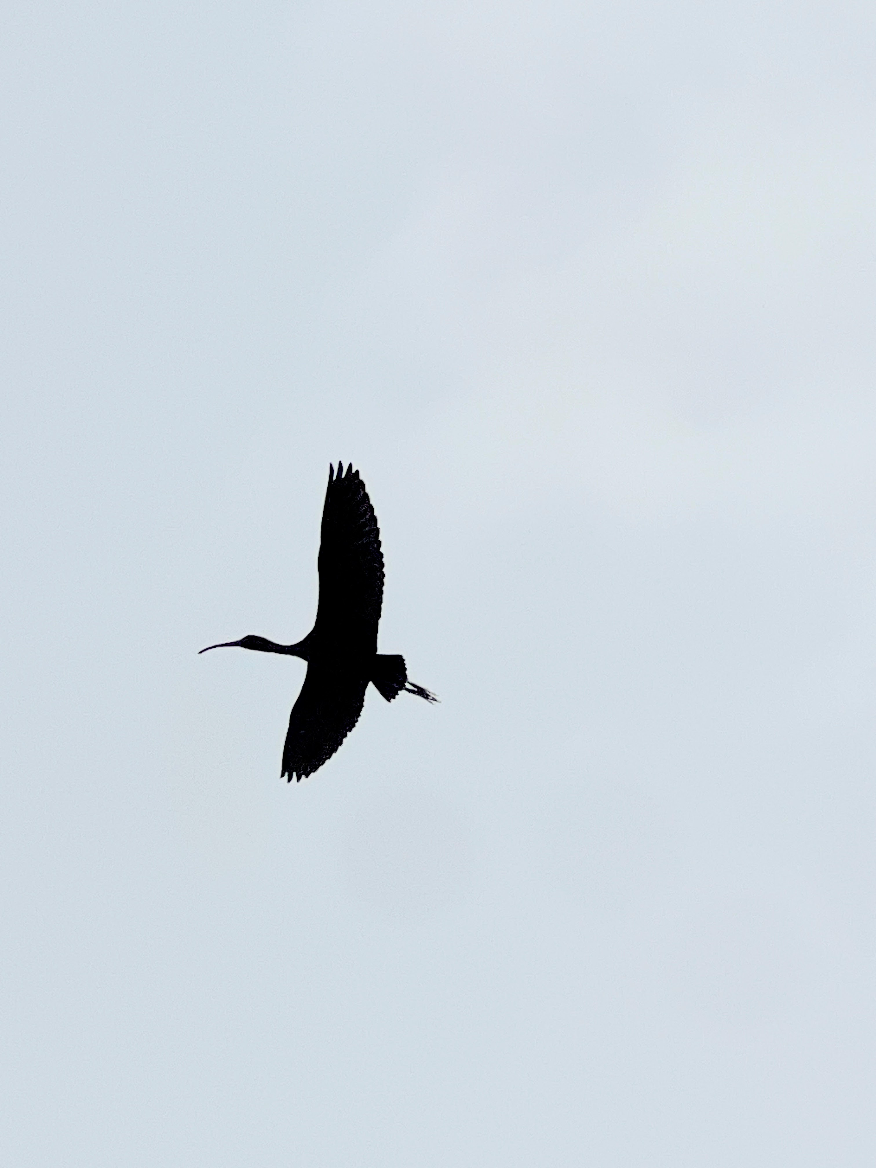 Silhouette of ibis in flight with wings fully spread against pale gray overcast sky