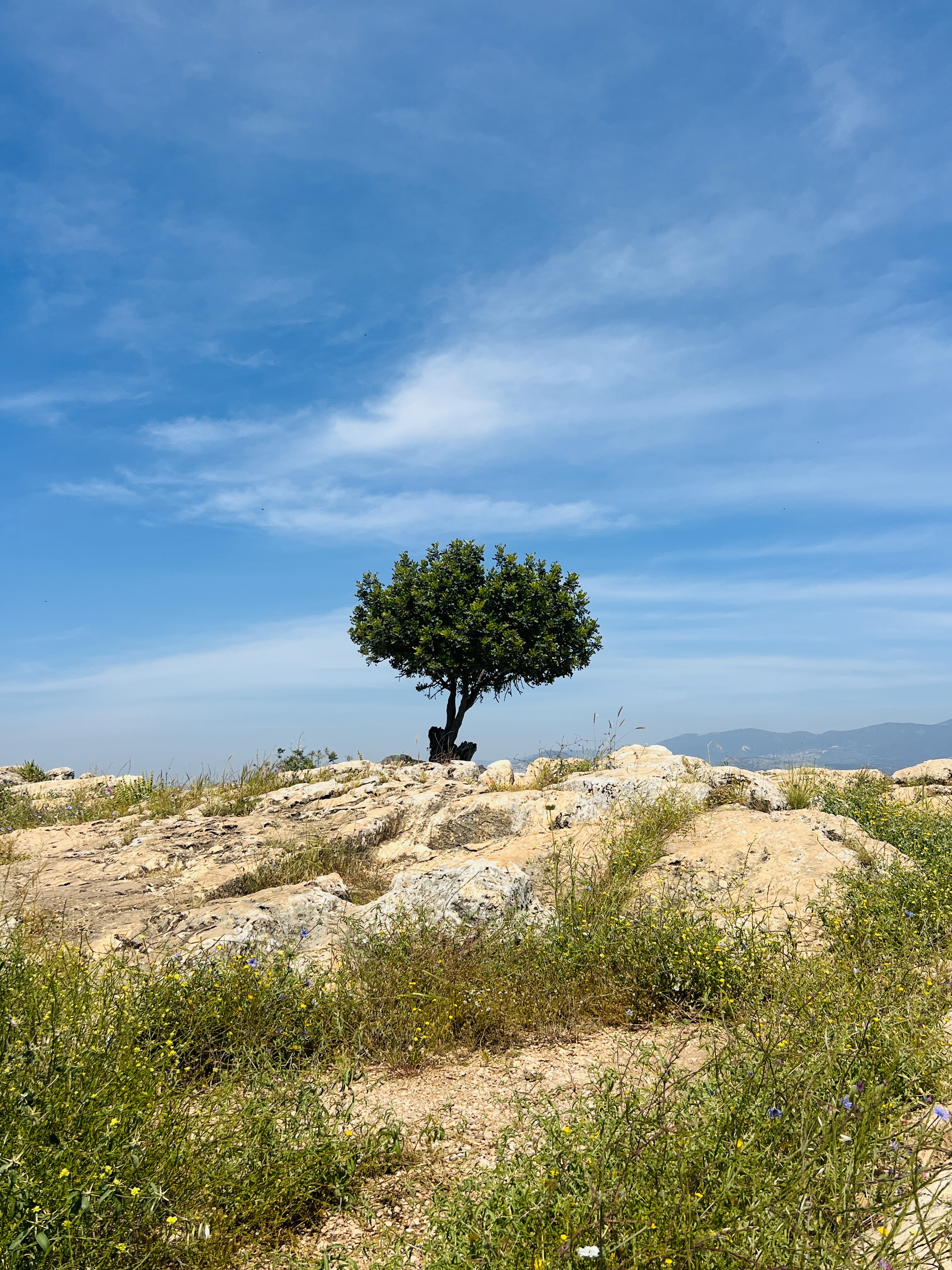Single tree standing alone on rocky hilltop with wildflowers, blue sky with wispy clouds, Israeli landscape